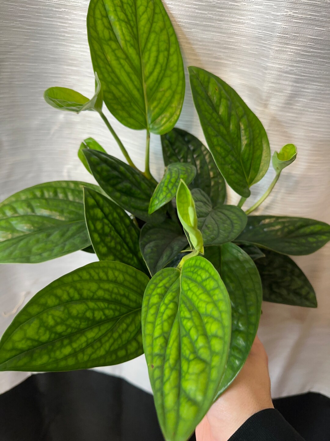 Monstera Peru 6-inch monstera Karstenianum - Etsy