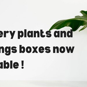 Houseplant Mystery Box