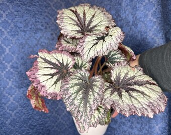 BEAUTIFUL Rex Begonia  "Fireworks” 4-inch pot