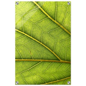 Botanical Symphony Acrylic Print