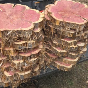 XL Eastern Red Cedar Wood Cookies – Aromatic Rustic Log Slices 2
