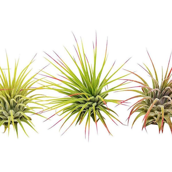 3 Tillandsia Ionantha Guatemala Air Plants / FREE Care Guide / Blooms