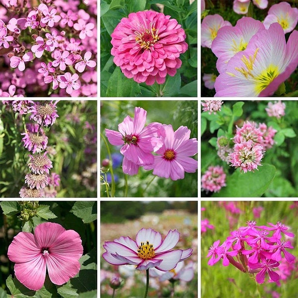 200 Pink Wildflower Mix Seeds. Ships free