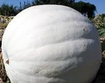 10 semillas de calabaza gigantes de oso polar. Envío gratuito.