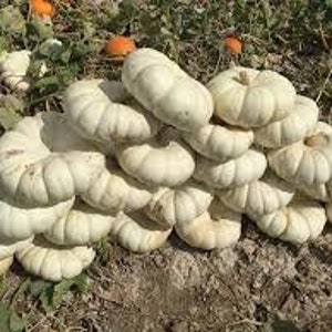 May include: A stack of white pumpkins, some with a slightly green hue, are piled on top of each other on the ground. The pumpkins are round and have a slightly bumpy texture.