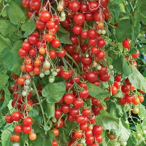 May include: A close-up of a tomato plant with many red cherry tomatoes growing on it. The tomatoes are clustered together in bunches and are hanging from the vine. The plant is green and leafy.