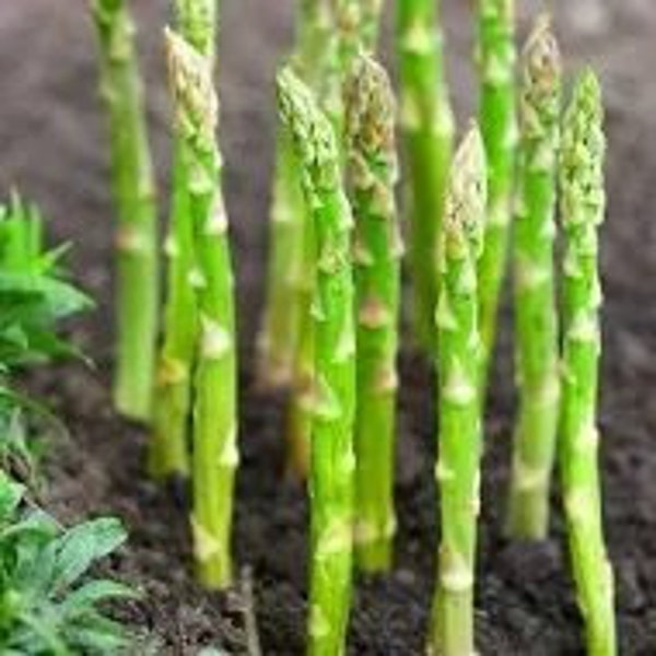 100 Mary Washington Asparagus Seeds. Ships free