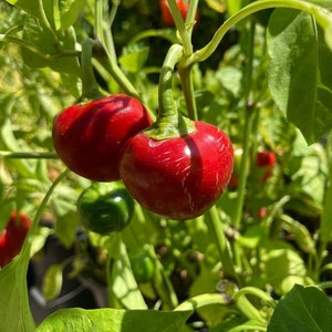 May include: Close-up of red cherry peppers growing on a green plant. The peppers are round and have a shiny, smooth skin.