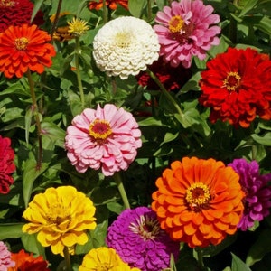 200 Giant California Zinnia Mix seeds. Free Shipping