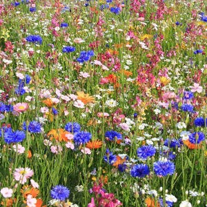 200 Spring into Summer Wildflower Seed Mix. Ships free.