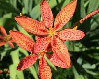 50 Freckle Face Blackberry Lily Seeds, Leopard Lily Seeds. Ships free