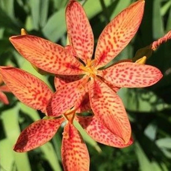 50 Freckle Face Blackberry Lily Seeds, Leopard Lily Seeds. Ships free