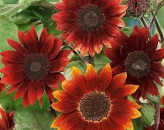 25 Rouge Royale Sunflower Seeds. Ships free.