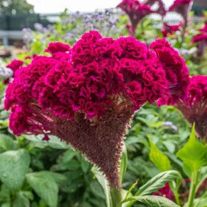 May include: A vibrant magenta flower with a unique, spiky texture. The flower is in full bloom and has a deep, rich color.