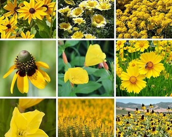 200 Yellow Wildflower Mix Seeds. Ships free