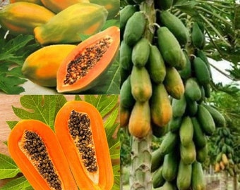 May include: A collage of images showcasing papayas. Some are whole, displaying green and yellow skin, while others are cut open, revealing vibrant orange flesh and black seeds. A papaya tree laden with green and yellow fruit is also shown.