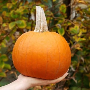 May include: A bright orange pumpkin with a long, thin stem. The pumpkin is being held in a person's hand.