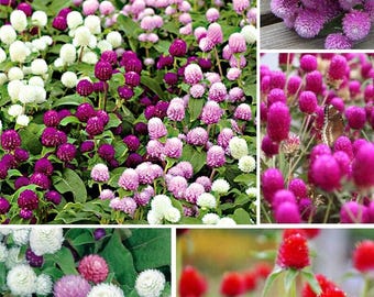 200 Globe Amaranth Gomphrena Mix Seeds. Ships free