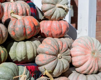 10 Starburst Pumpkin Seeds. Ships free.