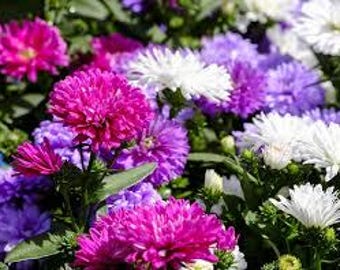 May include: A close-up of a vibrant collection of aster flowers in full bloom. The flowers display a range of colors, including bright pink, purple, and white, with green foliage. The petals are dense and layered, creating a textured appearance.