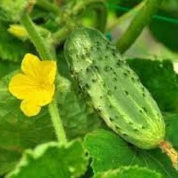 30 Pickling Cucumber Seeds. Free Shipping