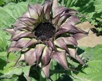 May include: A close-up of a dark purple sunflower with a black center. The petals are long and thin, and the sunflower is in full bloom.