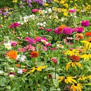 200 Monarch Butterfly Wildflower Seed Mix. Ships free.