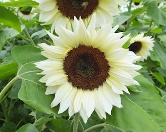 15 White Nite Sunflower Seeds. Ships free