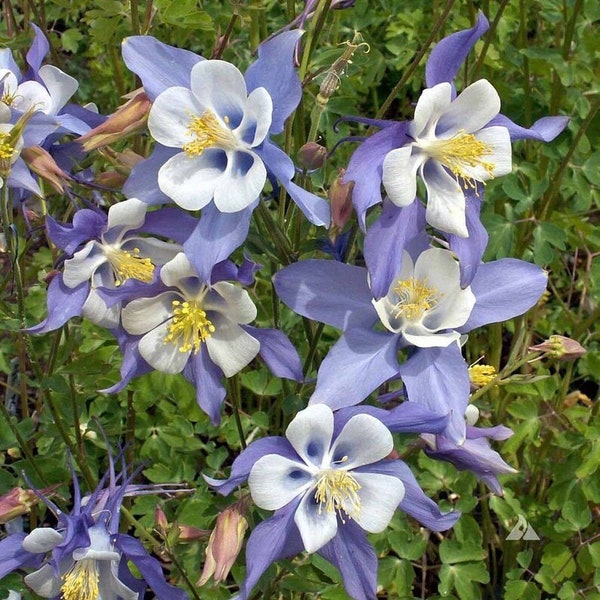 50 Blue Dream Columbine Seeds. Perennial. Ships free