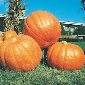 May include: A group of large, orange pumpkins sit on green grass under a clear blue sky. The pumpkins vary in size, with visible ridges and stems. The scene evokes a fall harvest theme.