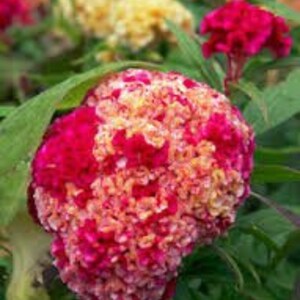 50 Variegated Cockscomb Celosia Seeds. Ships free