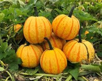 10 Fireball Pumpkin Seeds. Ships free.