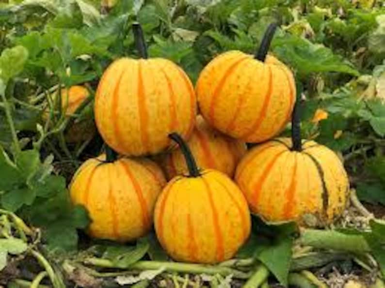 Puede incluir: Un grupo de peque&ntilde;as calabazas redondas con colores naranja y amarillo vibrantes y tallos verde oscuro. Las calabazas est&aacute;n apiladas entre hojas verdes, mostrando su textura acanalada y variaciones naturales.