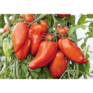 May include: A cluster of red, elongated tomatoes hanging on a vine. The tomatoes are smooth and have a pointed tip. The vine has green leaves.