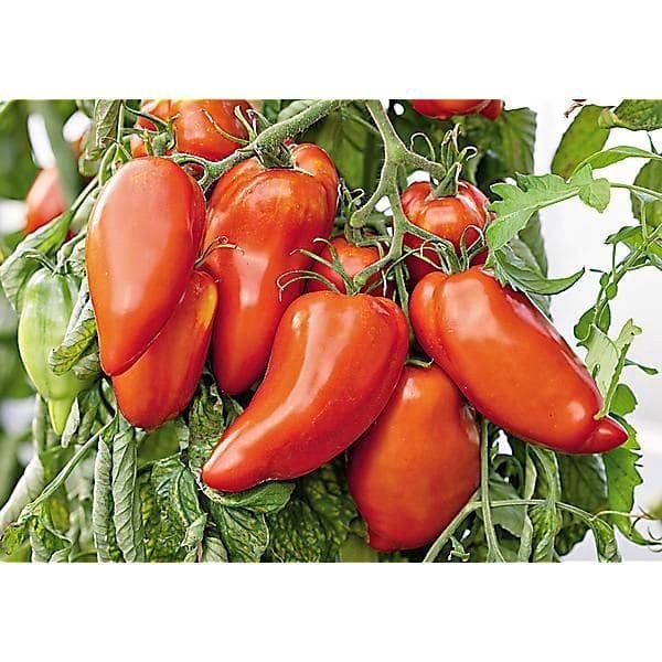Devil's Cherries - Etsy
