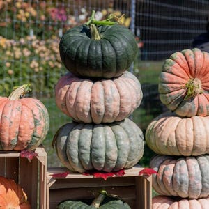 May include: A display of various pumpkins in shades of orange, green, and tan. The pumpkins are stacked on wooden crates and shelves, showcasing their different shapes and sizes. The background features a garden with flowers and a tractor.