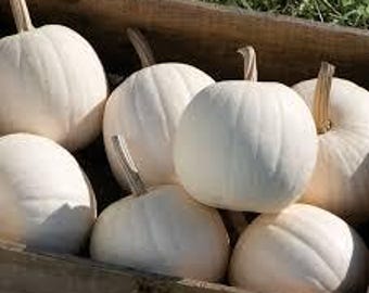 10 Snowball Pumpkin Seeds. Ships free