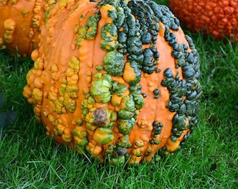 May include: Two pumpkins, one with a smooth orange surface and the other with a bumpy, green and orange surface. Both pumpkins are sitting on a bed of green grass.