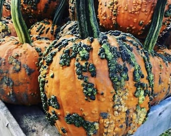 10 semillas de calabaza de duende verrugoso. Envío gratuito.