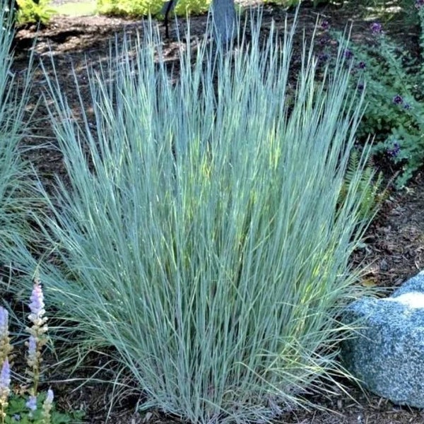 200 Little Bluestem Ornamental Grass Seeds. Ships free