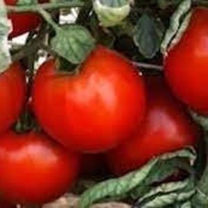May include: Close-up of a cluster of ripe red tomatoes hanging on a vine. The tomatoes are round and smooth, with a glossy finish.