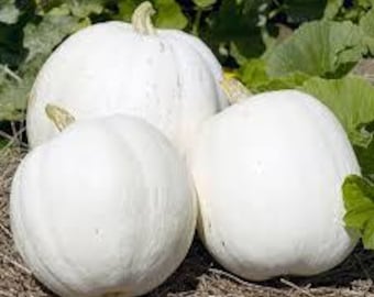 Puede incluir: Tres calabazas blancas de diferentes tamaños sobre un lecho de paja, con follaje verde de fondo. Las calabazas tienen una textura lisa, ligeramente acanalada y un color pálido y cremoso. Los tallos son de color verde claro.