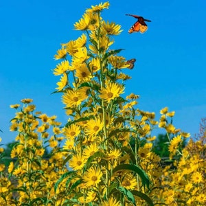 May include: A field of yellow wildflowers with two butterflies flying overhead. The butterflies are orange and black with white spots. The sky is a bright blue.