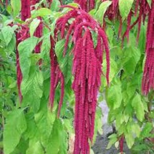 May include: Close-up of Amaranthus caudatus, also known as Love-Lies-Bleeding, with long, cascading, deep red flower tassels. The flowers hang from green stems with bright green leaves. The plant is in full bloom, showcasing its vibrant color.