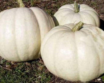 10 Lumina Pumpkin Seeds. Ships free