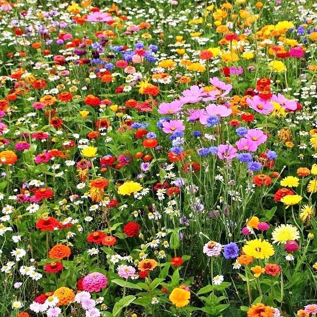 where to plant poppy seeds Oriental Poppy Seeds  Hardy Perennial with Scarlet Blooms for Cool-Season  Gardens