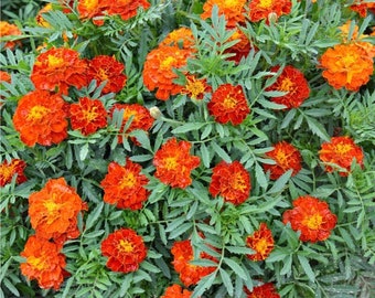 200 French Marigold Seeds. ships free