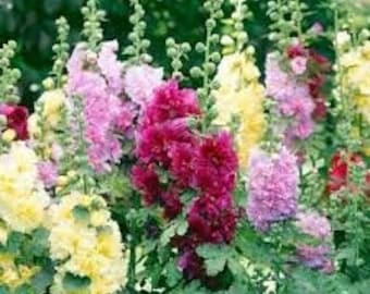 100 Hollyhock, Summer Carnival Mix seeds. Free shipping