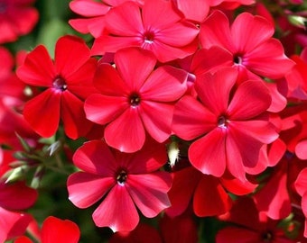 200 Drummond Phlox Red Seeds. Ships free
