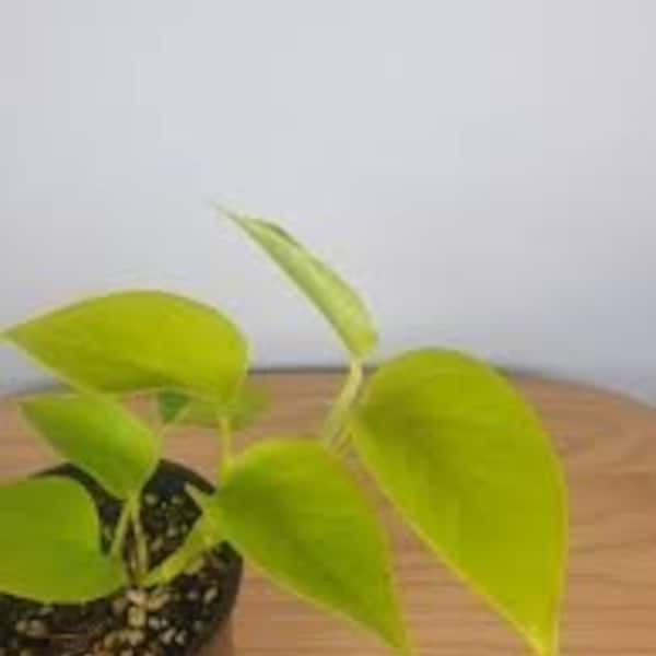 Epipremnum Aureum Neon Pothos Starter Plant. Ships free with the purchase of two plants.